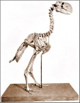463px-Gastornis_skeleton