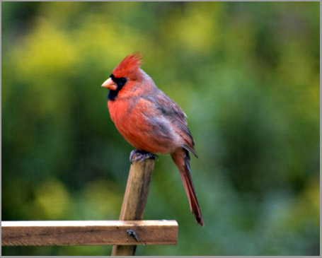 Northern Cardinal (Male)