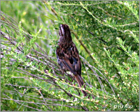 Chipping Sparrow