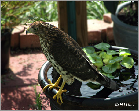 Cooper's Hawk