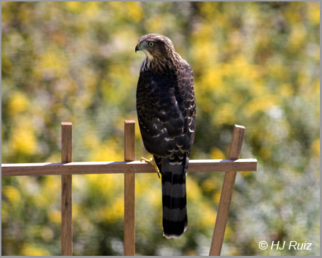 Cooper's Hawk