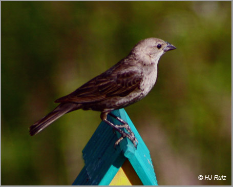 Brown-Headed Cowbird (Female)
