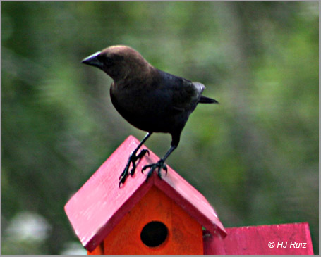 Brown-Headed Cowbird (Male)