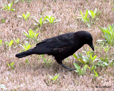 American Crow