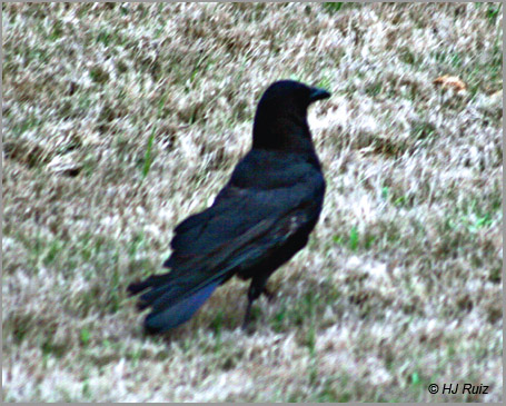 American Crow