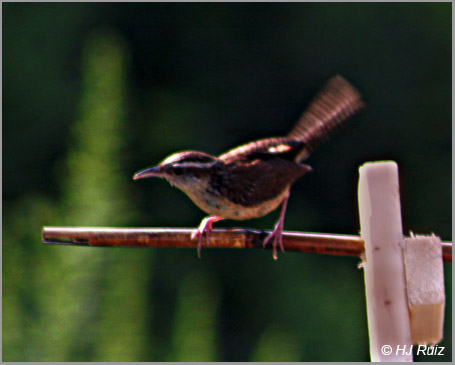 Carolina Wren