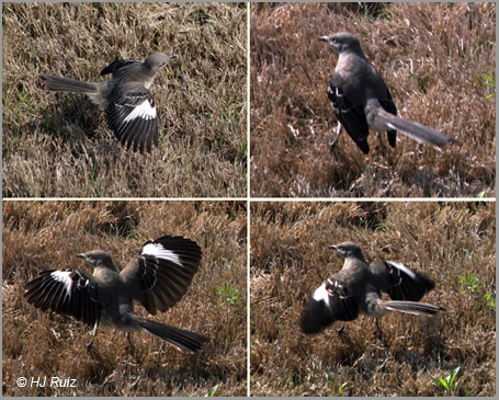 Dance of the Northern Mockingbird