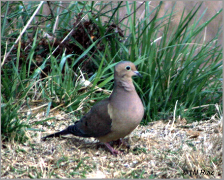 Mourning Dove