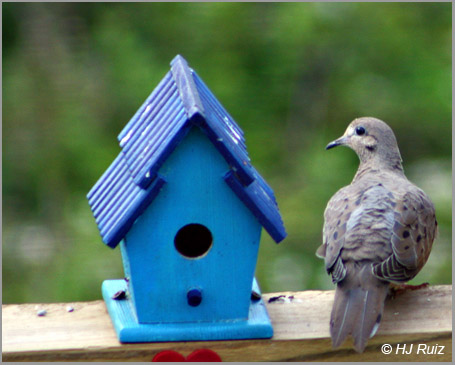 Mourning Dove