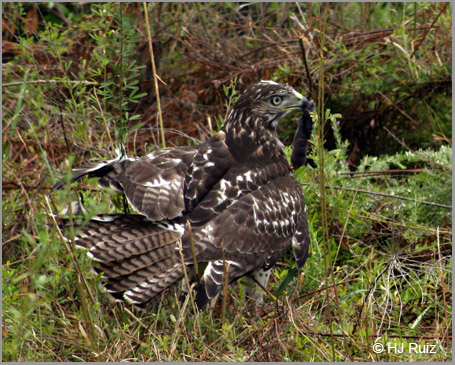 Hawk preying on vole.