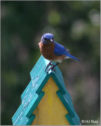 Eastern Bluebird