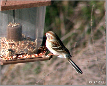 Field Sparrow