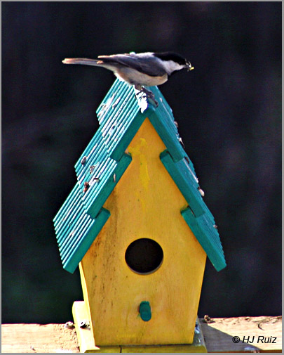 Carolina Chickadee