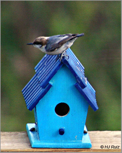 Brown-Headed Nuthatch
