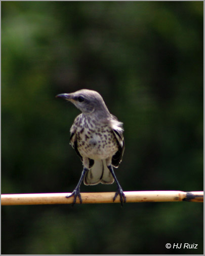 Northern Mockingbird