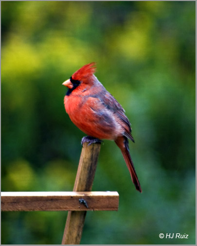 Northern Cardinal