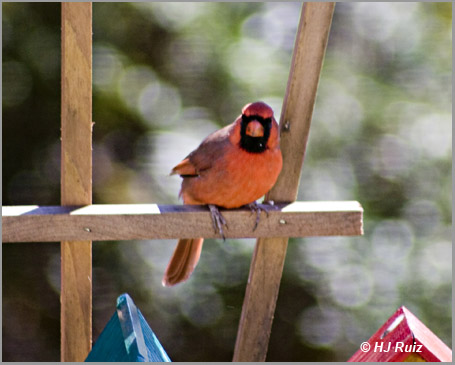 Northern Cardinal (Male)