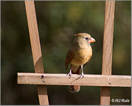 Northern Cardinal (Female)