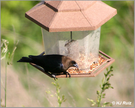 Brown-Headed Cowbird (Male)