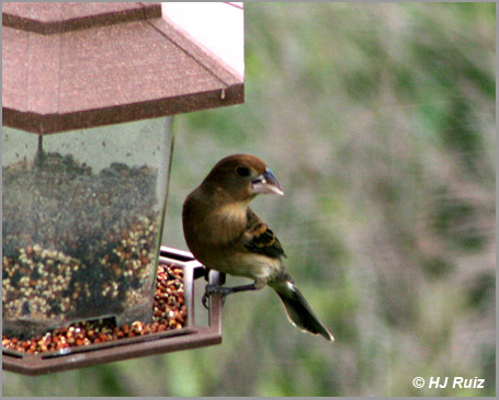 Blue Grosbeak (Female)