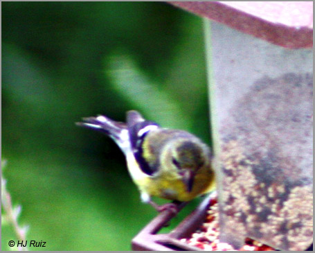 goldfF American Goldfinch (Female)