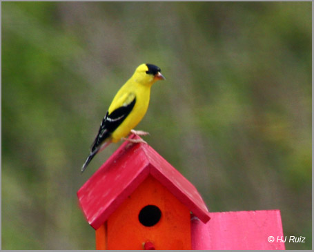 goldfM American Goldfinch (Male)