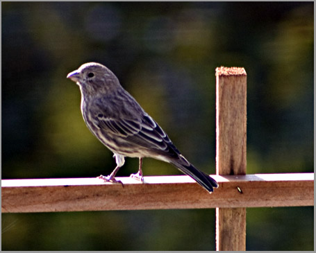 House Finch (Female)