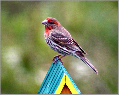 House Finch (Male)