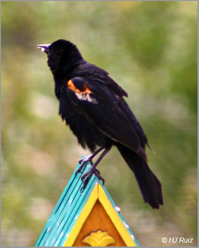 Red-Winged Blackbird