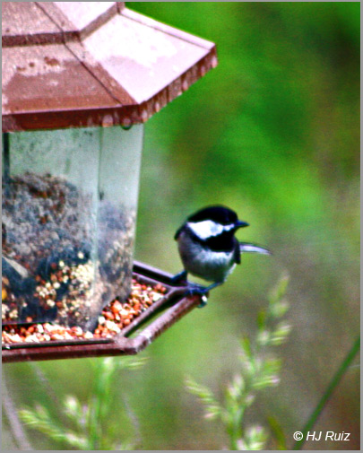 Carolina Chickadee