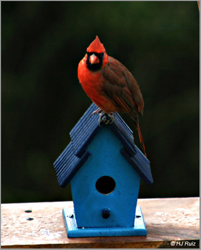 Northern Cardinal