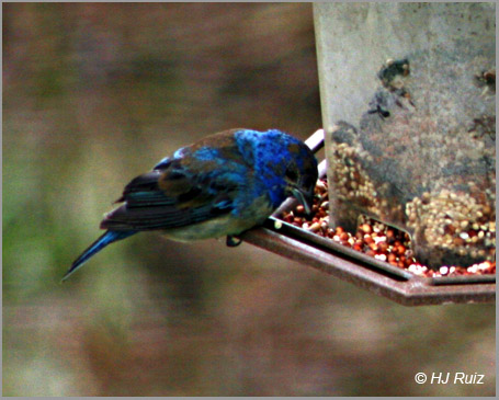 Indigo Bunting