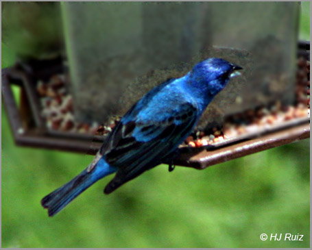Indigo Bunting