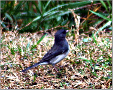 Dark Eyed Junco