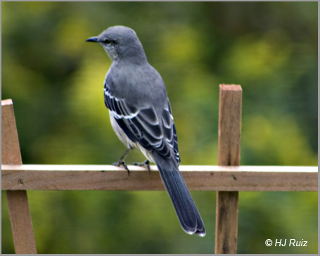 Northern Mockingbird