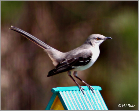Northern Mockingbird