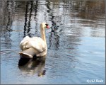 Mute Swan