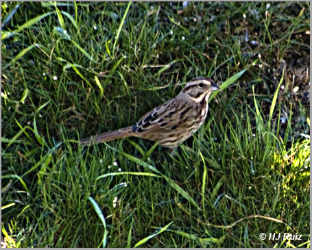Song Sparrow