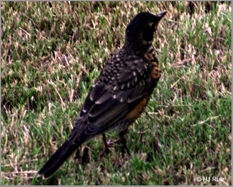 Orchard Oriole