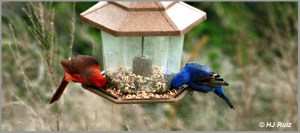 Northern Cardinal & Blue Grosbeak