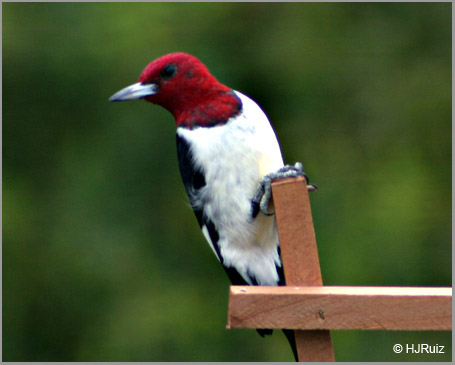Red-Headed Woodpecker