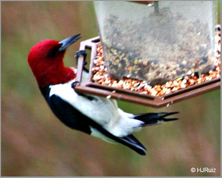 Red-Headed Woodpecker