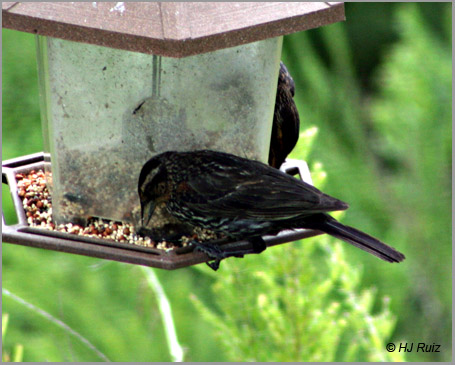 Red-Winged Blackbird (Female)
