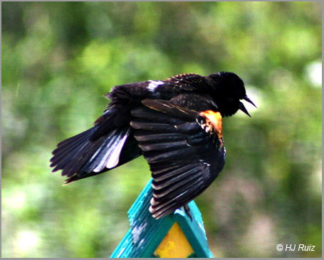 Red-Winged Blackbird (Male)