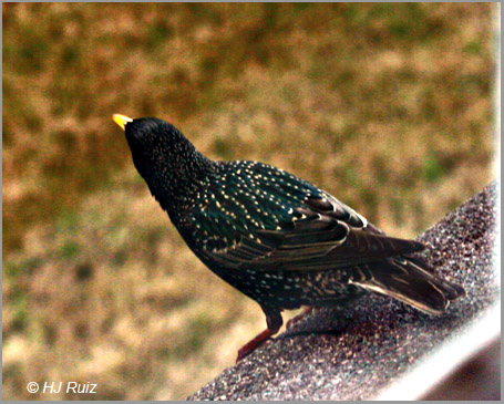 European Starling