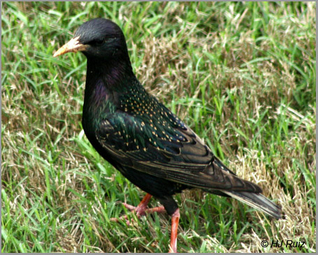 European Starling