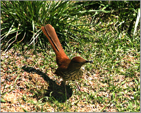 Brown Thrasher