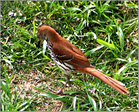Brown Thrasher