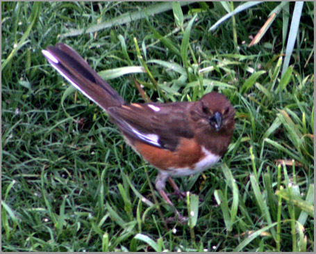 Eastern Towhee (Female)