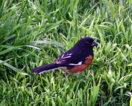 Eastern Towhee (Male)